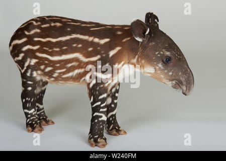 Seitenansicht des Baby Tapir stehen auf weißen backgropund Stockfoto