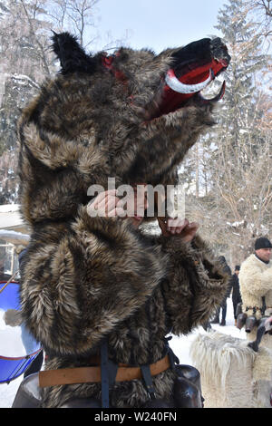 Razlog, Bulgarien - 12. Januar 2019: Volksfest in Starchevata und Maskerade. Mann als Kuker verkleidet - ein alter bulgarischer Folklorist Stockfoto