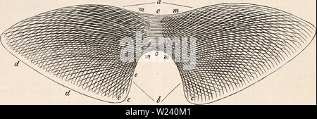 Archiv Bild von Seite 194 des cyclopaedia von Anatomie und Stockfoto