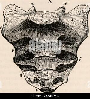 Archiv Bild von Seite 194 des cyclopaedia von Anatomie und Stockfoto