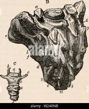Archiv Bild von Seite 194 des cyclopaedia von Anatomie und Stockfoto