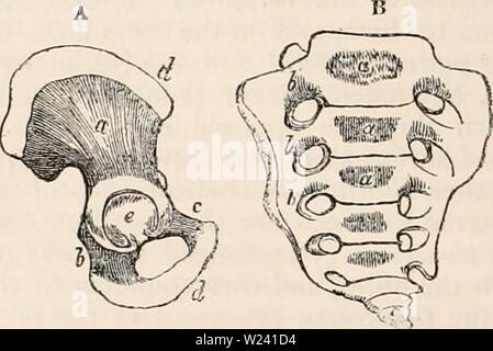 Archiv Bild von Seite 195 des cyclopaedia von Anatomie und Stockfoto