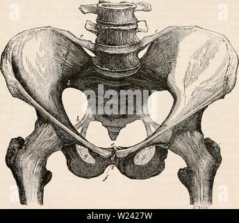 Archiv Bild von Seite 197 des cyclopaedia von Anatomie und Stockfoto