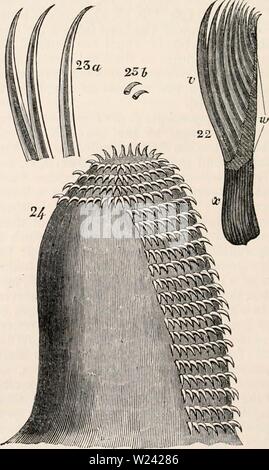 Archiv Bild von Seite 197 des cyclopaedia von Anatomie und Stockfoto