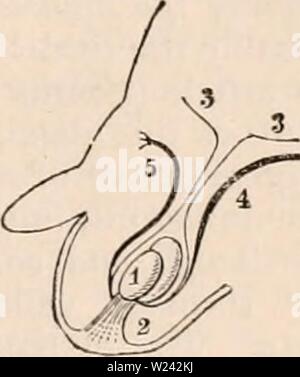 Archiv Bild von Seite 198 des cyclopaedia von Anatomie und. Die cyclopaedia von Anatomie und Physiologie cyclopdiaofana 0402 Todd Jahr: 1849 Diagramm Der gonadenband und Hoden zurück zu seiner Abstammung. 1, die Niere; 2, die Hoden; 3, 3, des Bauchfells 4, Vas deferens nach unten in das Becken von der Seite der Blase; 5, der Blase; 6, die Abdo - minal Ring; 7, 7, poupart's Ligament; 8, pubic por- rung der Cremaster 9, Fasern der Cremaster aus poupart's Ligament; 10, Teil der guberuaculuui angebracht an der Unterseite des scro-tum. Zwischen dem Fünften und Sechsten m Stockfoto