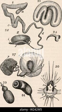 Archiv Bild von Seite 198 des cyclopaedia von Anatomie und Stockfoto