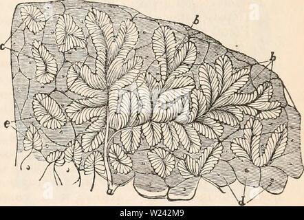 Archiv Bild von Seite 198 des cyclopaedia von Anatomie und Stockfoto