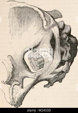 Archiv Bild von Seite 199 des cyclopaedia von Anatomie und Stockfoto