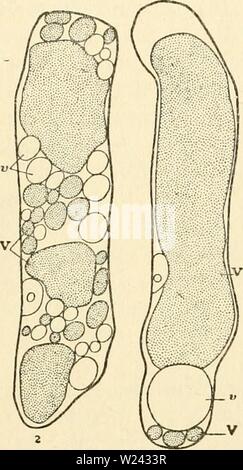 Archiv Bild von Seite 199 des zytoplasma der Anlage Stockfoto
