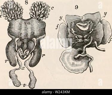 Archiv Bild von Seite 201 des cyclopaedia von Anatomie und Stockfoto