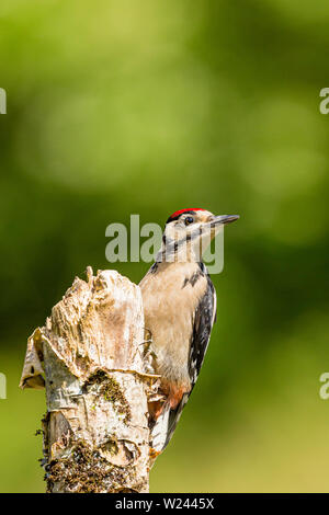 Junge Ur-buntspecht Nahrungssuche im Sommer Sonnenschein in Mid Wales Stockfoto