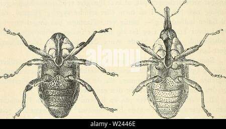 Archiv Bild ab Seite 203 von Dansk forstzoologi (1896) Stockfoto