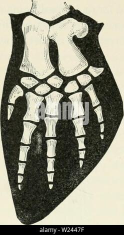 Archiv Bild ab Seite 203 von Darwin, und nach Darwin Ein Stockfoto