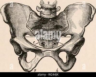 Archiv Bild von Seite 204 des cyclopaedia von Anatomie und Stockfoto