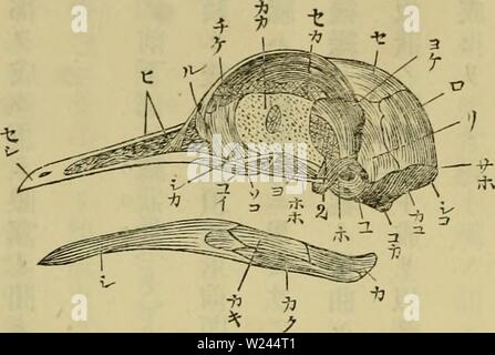 Archiv Bild ab Seite 205 von Dbutsugaku zasshi (1889) Stockfoto