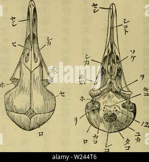 Archiv Bild ab Seite 205 von Dbutsugaku zasshi (1889) Stockfoto