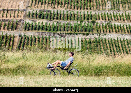 Mann auf Liegeradweg Fahrt entlang der Elbe bei Dresden, Weingärten, Reihen an Südhängen, Deutschland, Europa Stockfoto