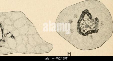 Archiv Bild ab Seite 207 der Zytologie, mit besonderem Bezug auf. Zytologie, mit besonderem Bezug auf die metazoan Kern cytologywithspec 00 agar Jahr: 1920 Abb. 81. "Absichtsbekundung der vermeintlichen Emission von Metazoan chromidia aus verschiedenen Zellen. A, B, C, Eizelle von Aricia foetida (alter Schaxel, Z, J.A., 1912). Eine junge Eizelle, Chromosomen noch filamentar, zytoplasma Öde chromidia; B, ältere Eizelle, immer noch keine chromidia im Zytoplasma; C, noch ältere Eizelle, die Emission von chromidia aus dem Zellkern in das Zytoplasma. D, Eizelle von Antedon bifida (nach Chubb, Phil. Trans., 190 Stockfoto