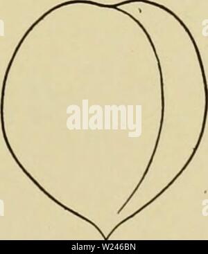 Archiv Bild von Seite 210 Cyclopedia von Hardy Früchte (1922). Cyclopedia von Hardy Früchte cyclopediaofhard 00 hedr Jahr: 1922 MAI LEE MUIR 179 sagte in Nord-carolina entstanden sind, aber wann und von wem nicht angezeigt. Wie in Genf, New York, dem Baum und Frucht Zeichen gewachsen sind wie folgt: Baum groß, kräftig, aufrecht - Ausbreitung -, offen, Hardy, produktive; Drüsen klein, gewölbt, in der Regel an der Unterseite der Blätter. Obst sehr früh, 2 Zoll im Durchmesser, rund; Hohlraum tiefen und schmalen, abrupte; chirurgisches Nahtmaterial tief; Spitze abgerundet, mit der Spitze in die Naht gedrückt; Farbe creme-weiß mit einem dunklen Stockfoto