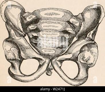 Archiv Bild von Seite 211 des cyclopaedia von Anatomie und Stockfoto