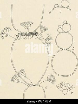Archiv Bild ab Seite 212 von Dansk botanisk Arkiv (1913-1981). Dansk botanisk Arkiv danskbotaniskark 03 dans Jahr: 1913-1981 F. Børgesen: Reptilia des Dänischen W. Indies. 205 kommt häufig in der Nähe von true Dichotomie,. aber wenn Prüfung - Mehr sorgfältig ined Man findet, daß eines der jungen Zellen ist immer ein wenig früher und ist größer als die anderen (comp. Abb. 192 c, d). Lewis, (1. c. S. 250) der Auffassung, dass die Verzweigung der seitlichen, 'wahre Dichotomie wird Niemals angezeigt, um Auftreten". In Griffithsia corallina Kylin) fand die Verästelung der seitlichen und Oltmanns sagt in Handbuch der SA Stockfoto