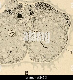 Archiv Bild ab Seite 213 der Zytologie, mit besonderem Bezug auf Stockfoto
