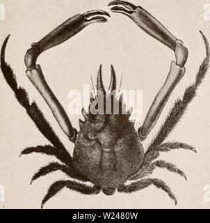 Archiv Bild von Seite 214 dekapoden Crustaceen von Bermuda (1908-1922). Dekapoden crustaceen von Bermuda decapodcrustacea 00 verr Jahr: 1908-1922 Stockfoto