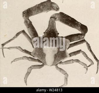 Archiv Bild von Seite 214 dekapoden Crustaceen von Bermuda (1908-1922). Dekapoden crustaceen von Bermuda decapodcrustacea 00 verr Jahr: 1908-1922 Stockfoto