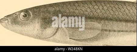 Archiv Bild von Seite 216 des cyprinodonts (1895) Stockfoto