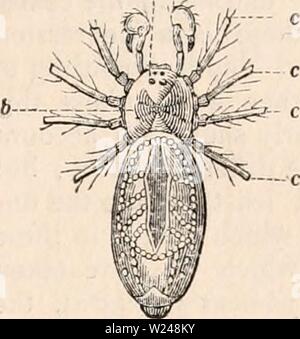 Archiv Bild von Seite 216 des cyclopaedia von Anatomie und Stockfoto