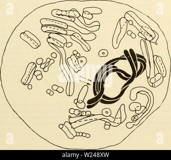 Archiv Bild ab Seite 218 der Zytologie (1961) Stockfoto
