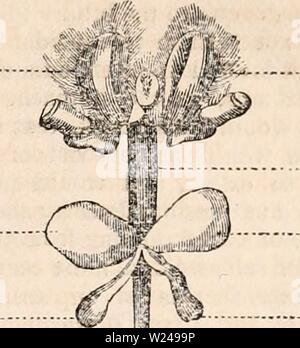 Archiv Bild von Seite 218 des cyclopaedia von Anatomie und Stockfoto