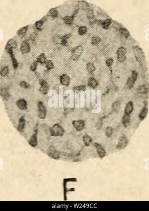 Archiv Bild ab Seite 219 der Zytologie, mit besonderem Bezug auf Stockfoto