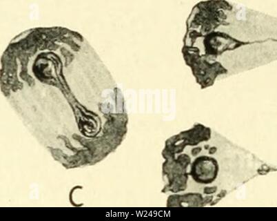Archiv Bild ab Seite 219 der Zytologie, mit besonderem Bezug auf Stockfoto