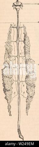 Archiv Bild ab Seite 219 Der cyclopaedia von Anatomie und Stockfoto