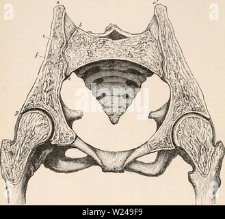 Archiv Bild ab Seite 219 Der cyclopaedia von Anatomie und Stockfoto