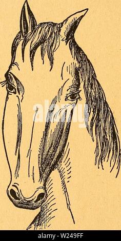 Archiv Bild ab Seite 219 von Das pferdebuch des amerikanischen Farmers. Das pferdebuch des amerikanischen Farmers daspferdebuchdes 00 hoff Jahr: 1917 210 S> § 50 ferbe6u (I) § JormcrS omerüamfd&ert werden. in anberer SBetfe in Ben ör | 3er gelangt nnb Fid in ber keine (f) anfiebelt enlf) Aut. Sie.ranflieit tritt getüöf) nlid) bereingelt auf, boä) Serben üuä) läufig melrere ferbe in talle baüon Widerfahren, unb ift in Henne ieuenglanbftooten, ein ben Ufern § elatoare nnb in Ben 9 ic=berungSlänbcreien ber übftoaten Jiäufig werden. Sfnftedfenb ift bie ranr) ETI-Ni (f) t; Mann, i) bei Burd mlfung gefunber mit bem 8 $ Iut Stockfoto