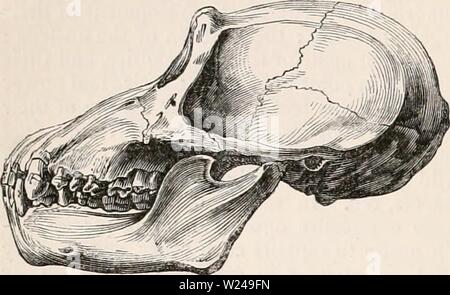 Archiv Bild ab Seite 219 Der cyclopaedia von Anatomie und Stockfoto