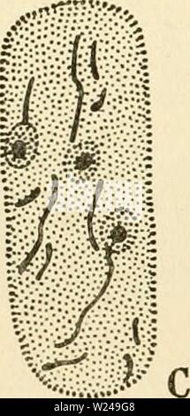 Archiv Bild von Seite 219 des zytoplasma der Anlage Stockfoto