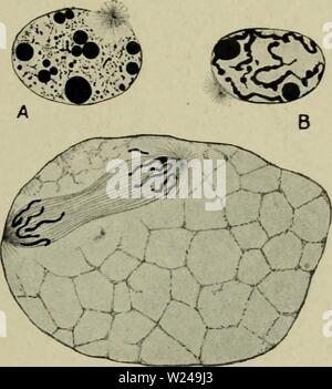 Archiv Bild ab Seite 220 der Zytologie, mit besonderem Bezug auf. Zytologie, mit besonderem Bezug auf die metazoan Kern cytologywithspec 00 Agar 0 Jahr: 1920 VII MITOSE IN ASTRONOMIE 205 das Chromatin Granulat in linear-Baureihe hatte die gleiche Funktion wie Postu- für die Chromosomen eines Metazoan Mitose, nämlich ihre genaue Division und Partition unter den tochterkerne zu bewirken. In einigen Protista sehr gut entwickelten Mitose stark ähneln, die in der Metazoen und Metaphyta, gefunden wird (Abb. 85). In der Coccidian, Aggregata eberthi (Dobell und Jameson, 1915) die Kerne der prim. Stockfoto