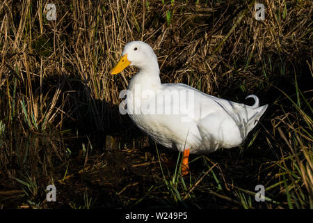 Porträt einer männlichen Drake Aylesbury (auch als Long Island, amerikanische Pekin oder Pekin) Ente in geringe Sonneneinstrahlung bekannt Stockfoto