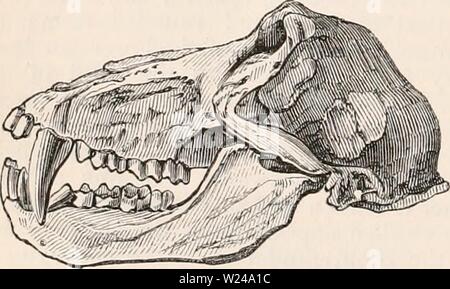 Archiv Bild von Seite 221 des cyclopaedia von Anatomie und Stockfoto