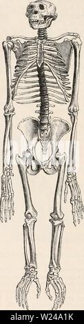 Archiv Bild von Seite 221 des cyclopaedia von Anatomie und Stockfoto