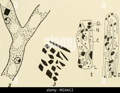 Archiv Bild von Seite 222 des Cytoplasma der Pflanze. Das zytoplasma der pflanzlichen Zelle cytoplasmofplant 00 guil Jahr: 1941 Abb. 144 (links). - Spermophthora gossypii. 1, 2, Filamente mit Kristallen von Protein. 3, Detail der Kristalle. Abb. 145 (rechts). - Endomyces Magnusii. Wohn oidia und Spitze eines Filament mit Jod behandelt - Jodid. Kleine Akazienholz braunen Bereiche von Glykogen (GL) sind manchmal in der Nähe der Kerne (N), die nicht mit dem chondriosomes (C). L, Lipide Granulat. jodid Reagenz, mahagoni-braun. Dieses Produkt ap-Birnen direkt in das Zytoplasma, in der Regel um die Va Stockfoto