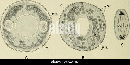 Archiv Bild ab Seite 223 der Zytologie, mit besonderem Bezug auf. Zytologie, mit besonderem Bezug auf die metazoan Kern cytologywithspec 00 Agar 0 Jahr: 1920 208 ZYTOLOGIE CHAP. massierten zusammen in eine 'chromidial Net", bildet einen Ring um den Rand der Zelle. Die arcella Deshalb besteht jetzt aus einer Zelle mit zwei Kernen (primäre Kerne) und einem chromidial net. In bestimmten Phasen des Lebens Geschichte sekundäre Kerne sind in großer Zahl aus dem chromidial Net gebildet, indem die Aggregation von chromidia in geringen Massen. Diese sekundären Atomkerne multipliziert mit der Mitose, und letztlich kann Stockfoto
