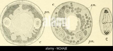 Archiv Bild ab Seite 223 der Zytologie, mit besonderem Bezug auf. Zytologie, mit besonderem Bezug auf die metazoan Kern cytologywithspec 00 agaruoft Jahr: 1920 208 ZYTOLOGIE massierten zusammen in eine 'chromidial Net", bildet einen Ring um den Rand der Zelle. Die arcella Deshalb besteht jetzt aus einer Zelle mit zwei Kernen (primäre Kerne) und einem chromidial net. In bestimmten Phasen des Lebens Geschichte sekundäre Kerne sind in großer Zahl aus dem chromidial Net gebildet, indem die Aggregation von chromidia in geringen Massen. Diese sekundären Atomkerne multipliziert mit der Mitose, und letztlich kann Stockfoto
