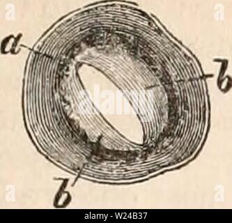 Archiv Bild von Seite 224 des cyclopaedia von Anatomie und. Die cyclopaedia von Anatomie und Physiologie cyclopdiaofana 03 Todd Jahr: 1847 Lymph- und LACTEAL SYSTEM. 211 Abb. 50. A B Stockfoto
