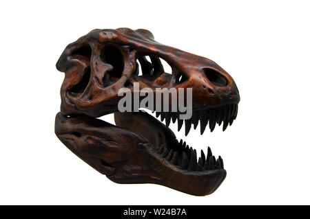 Tyrannosaurus rex Schädel mit Mund offen Stockfoto