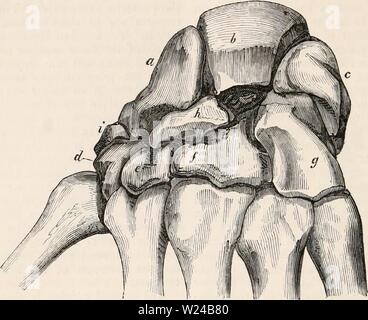 Archiv Bild von Seite 225 des cyclopaedia von Anatomie und Stockfoto