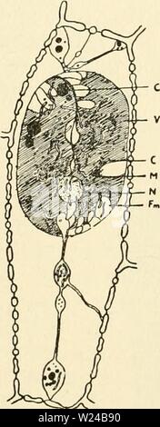 Archiv Bild von Seite 225 des zytoplasma der Anlage Stockfoto